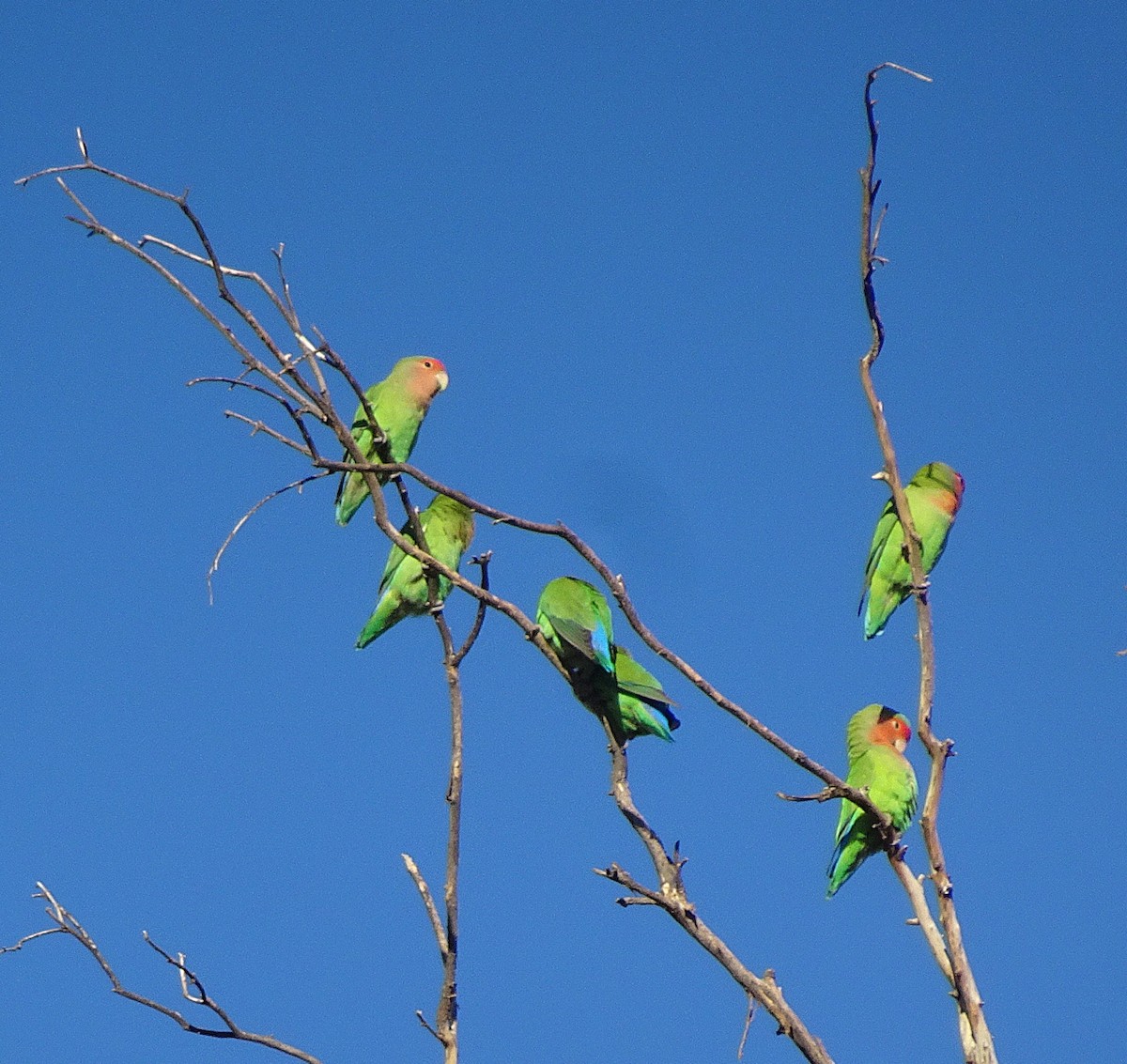 Rosenköpfchen - ML644656313