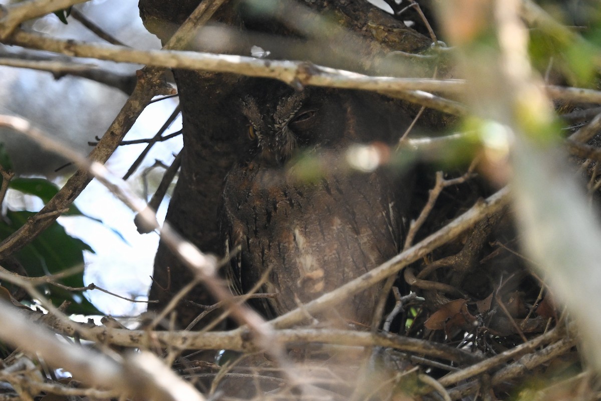 Madagascar Scops-Owl (Torotoroka) - ML644656314