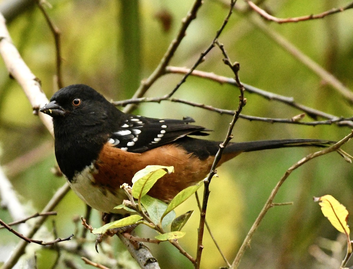 Spotted Towhee - ML644656315