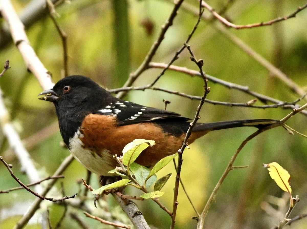 Spotted Towhee - ML644656316