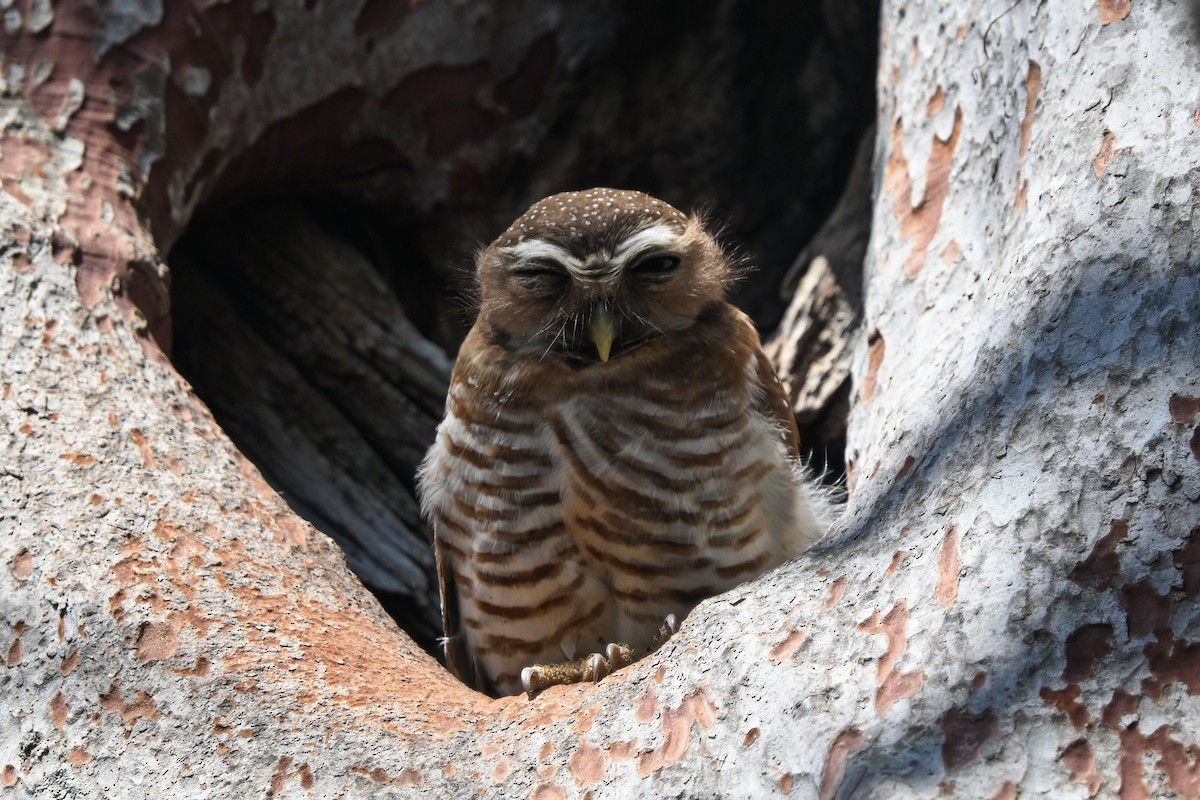 White-browed Owl - ML644656323