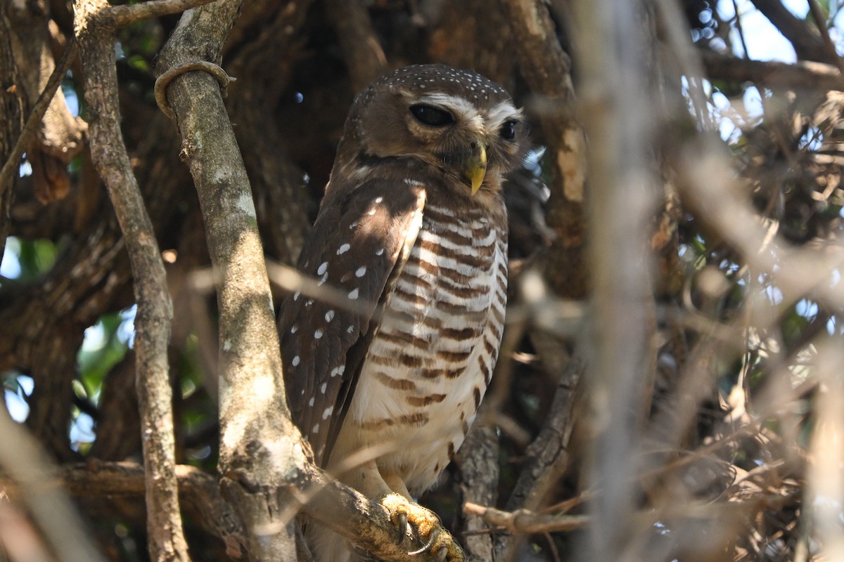 White-browed Owl - ML644656325
