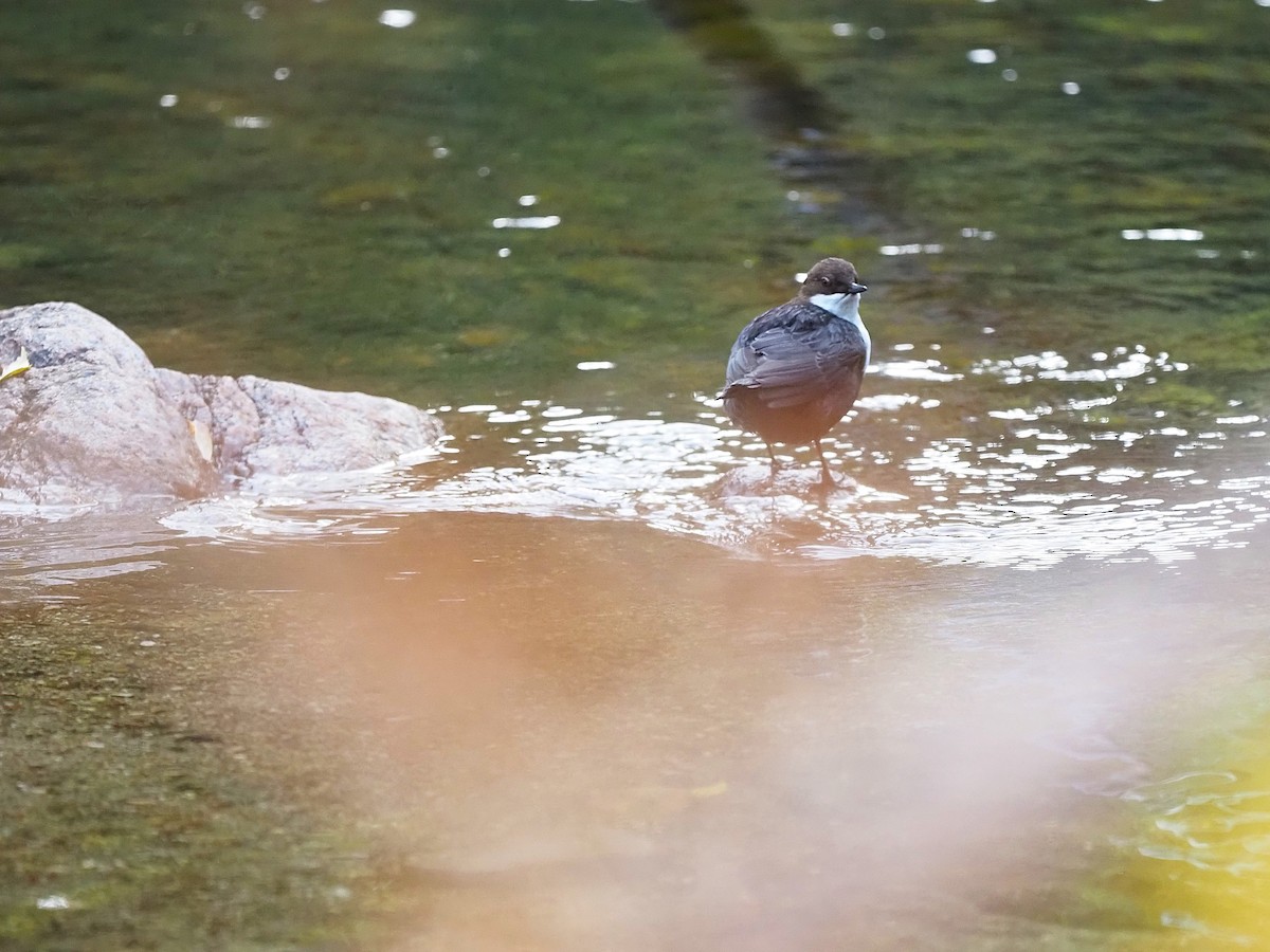 Пронурок біловолий - ML644656327