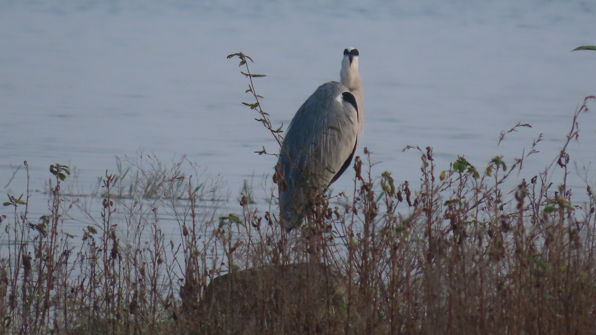 Koartza hauskara - ML644656332