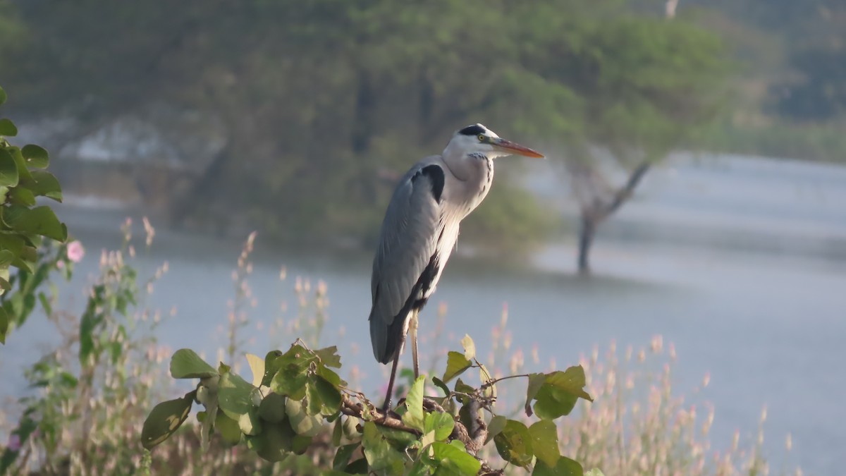 Koartza hauskara - ML644656333