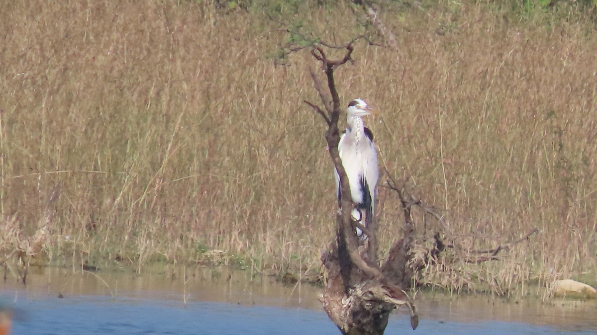 Koartza hauskara - ML644656334