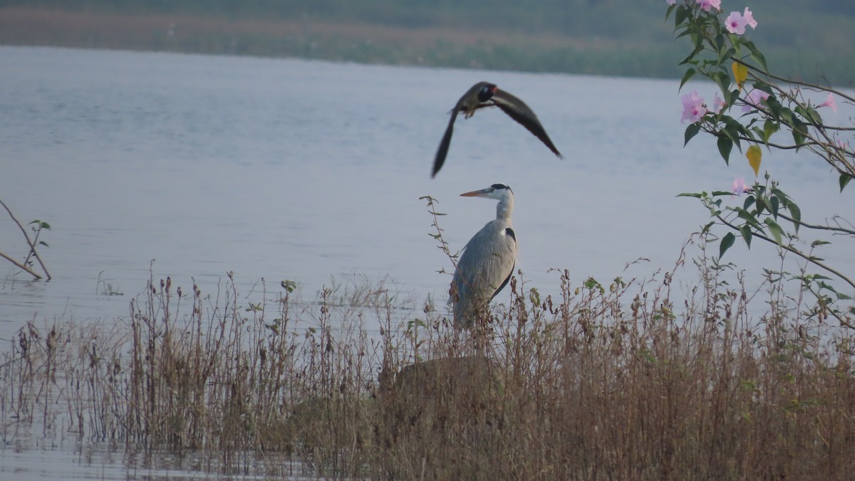 Koartza hauskara - ML644656335