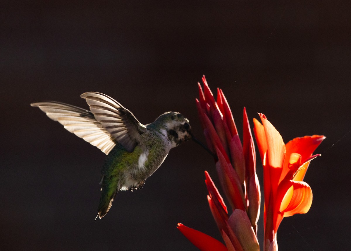 Costa's Hummingbird - ML644656336