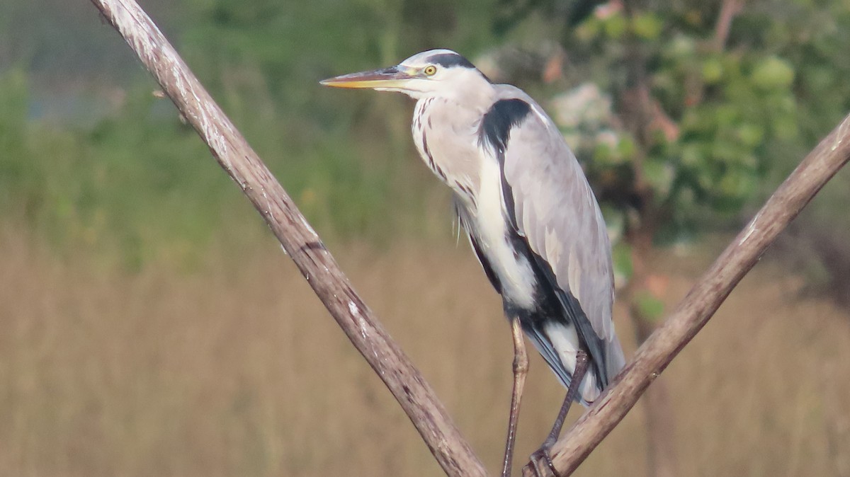 Koartza hauskara - ML644656337