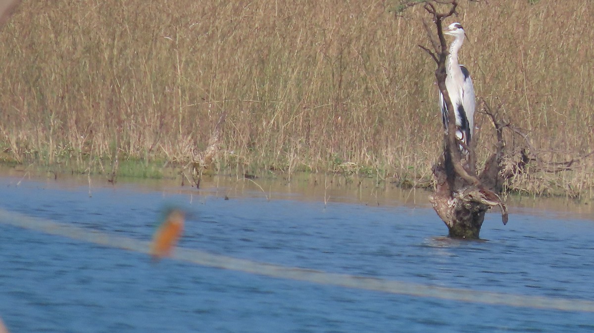 Koartza hauskara - ML644656338