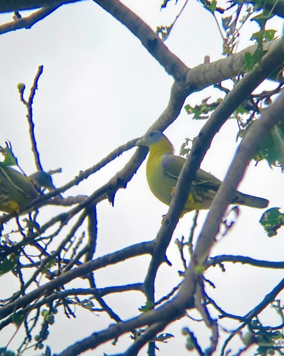 Yellow-footed Green-Pigeon - ML644656339