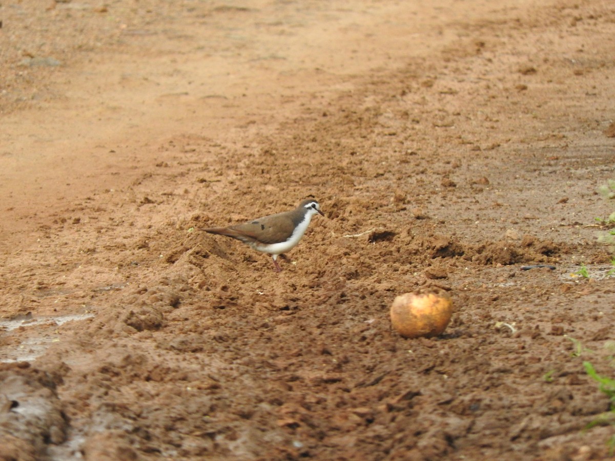 Tambourine Dove - ML644656340