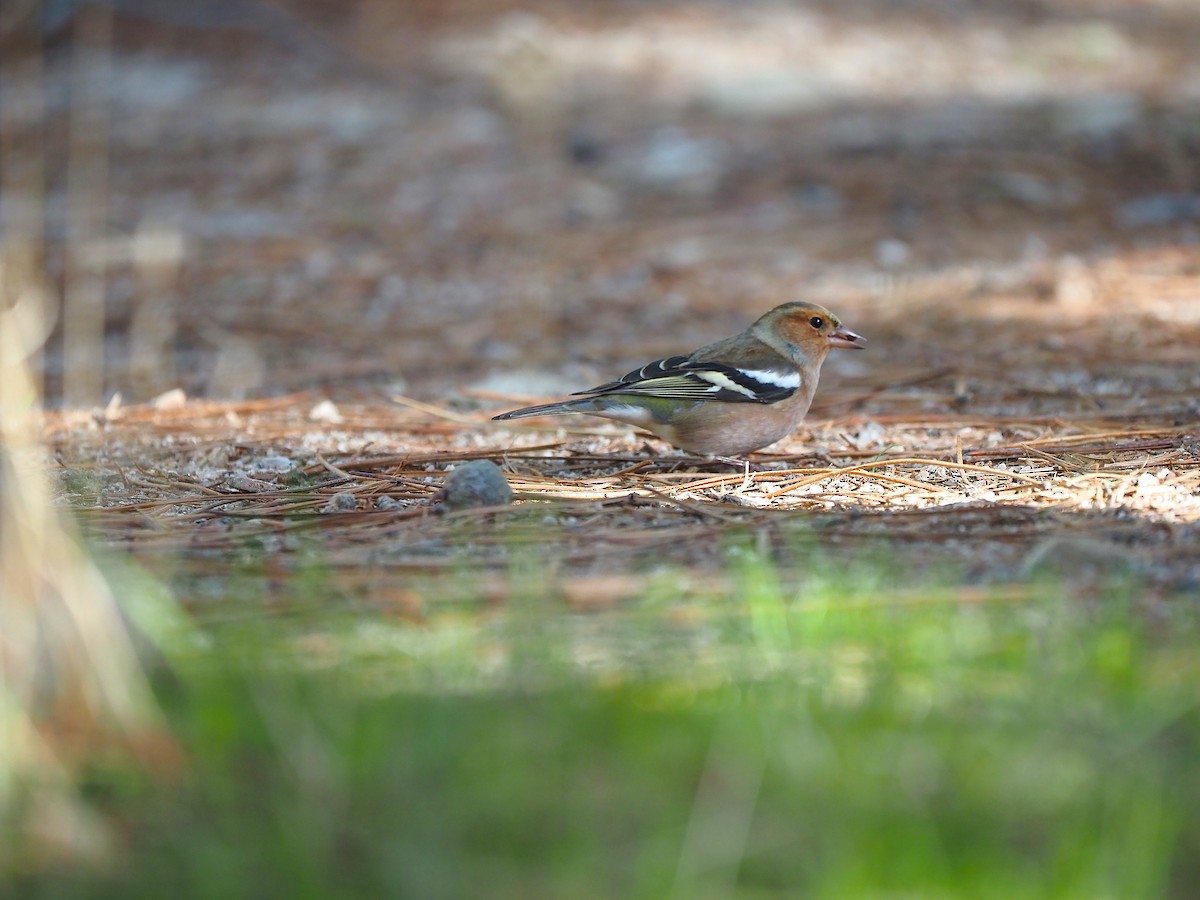 Pinzón Vulgar - ML644656341