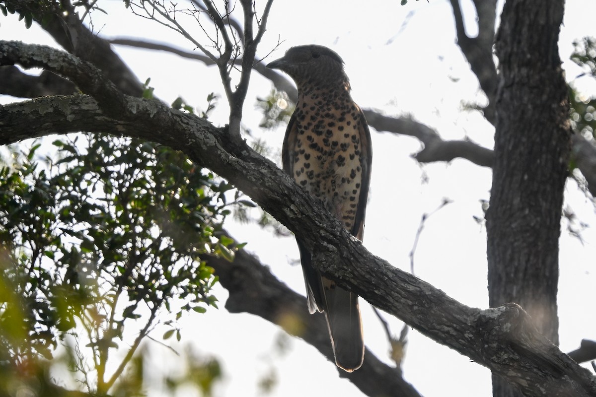 Cuckoo-roller - ML644656349