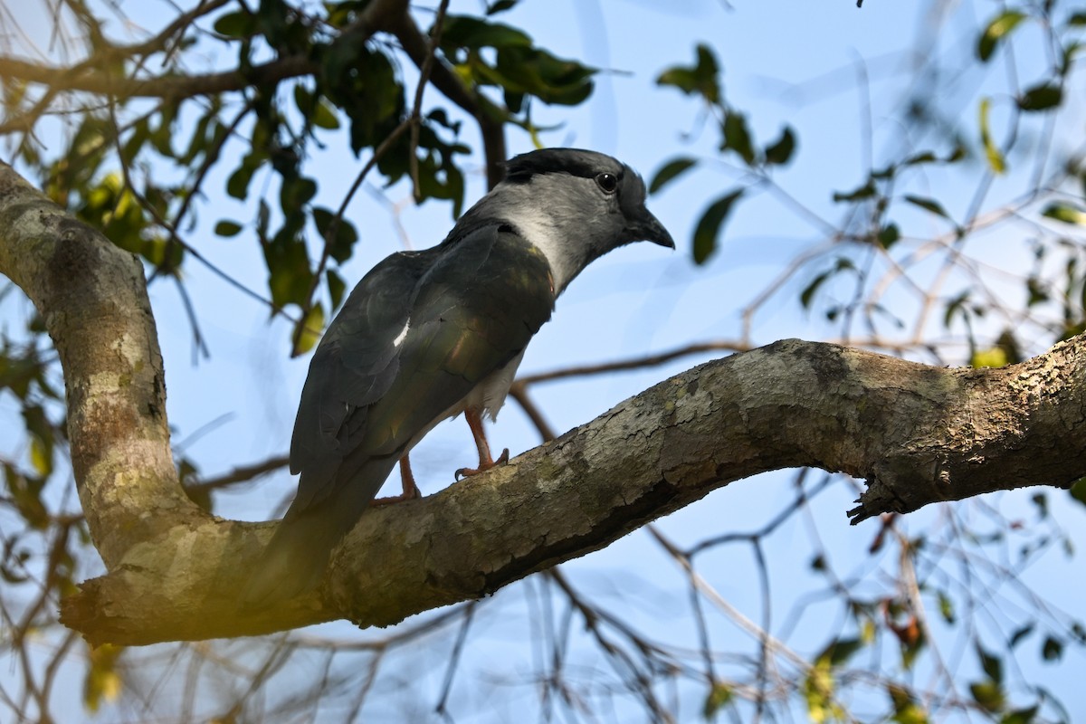 Cuckoo-roller - ML644656350