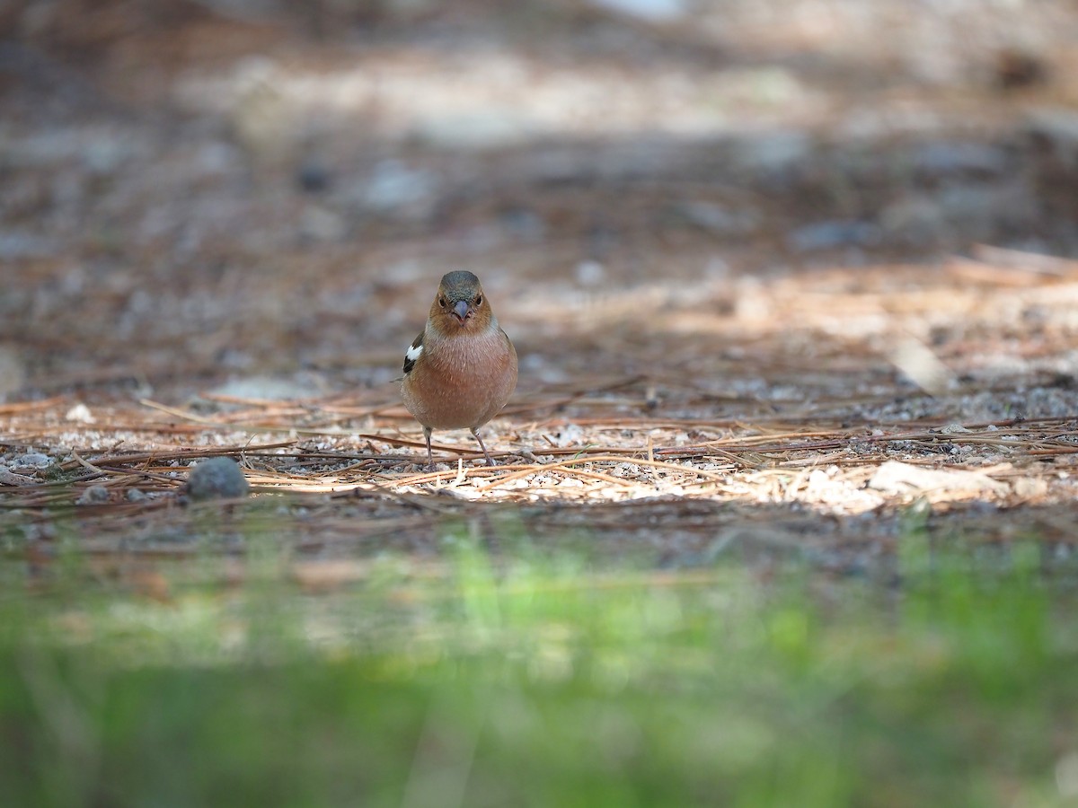 Pinzón Vulgar - ML644656351