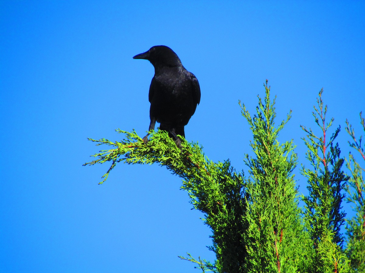 American Crow - ML644656352