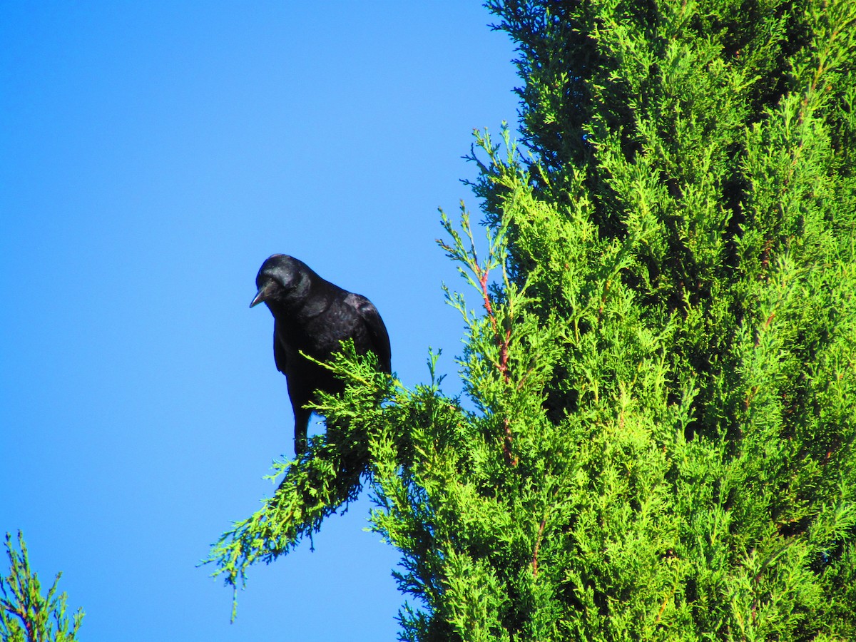 American Crow - ML644656353