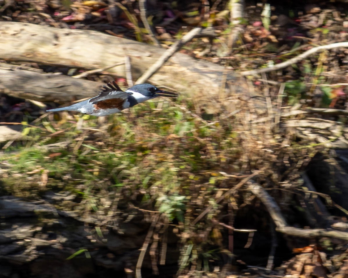 Рибалочка-чубань північний - ML644656367