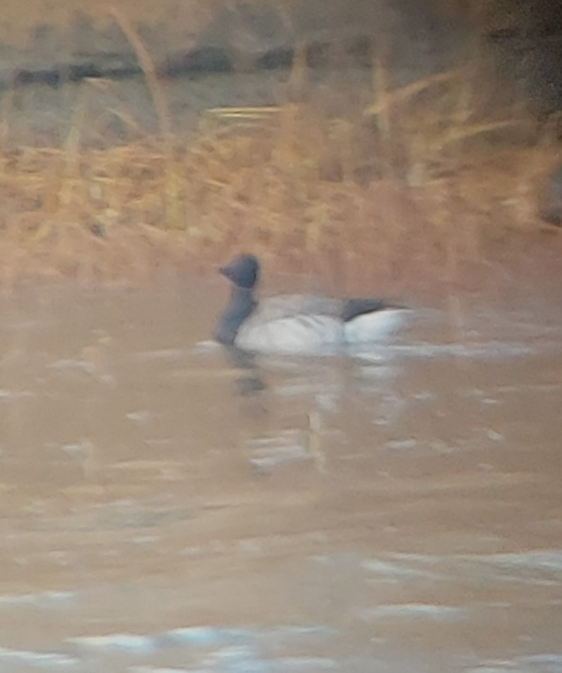 Хар толгойт галуу - ML644656379