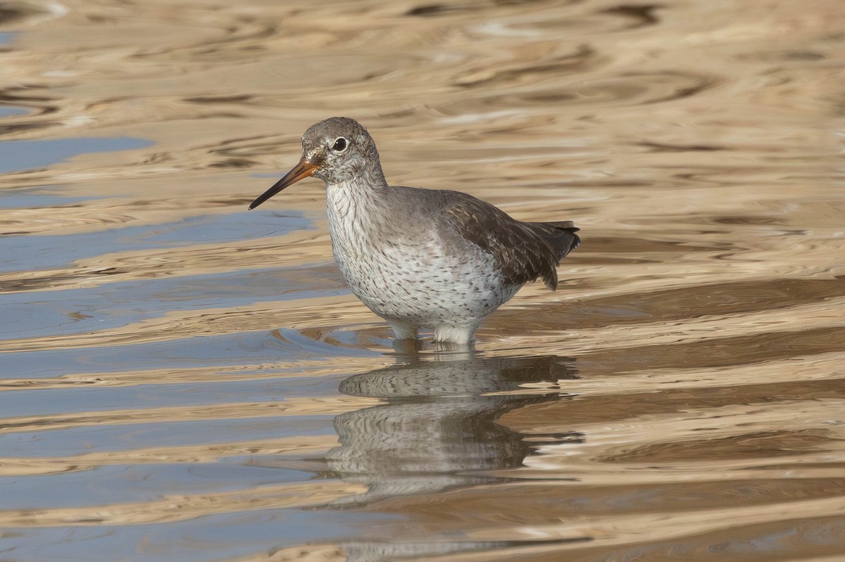 アカアシシギ - ML644656380