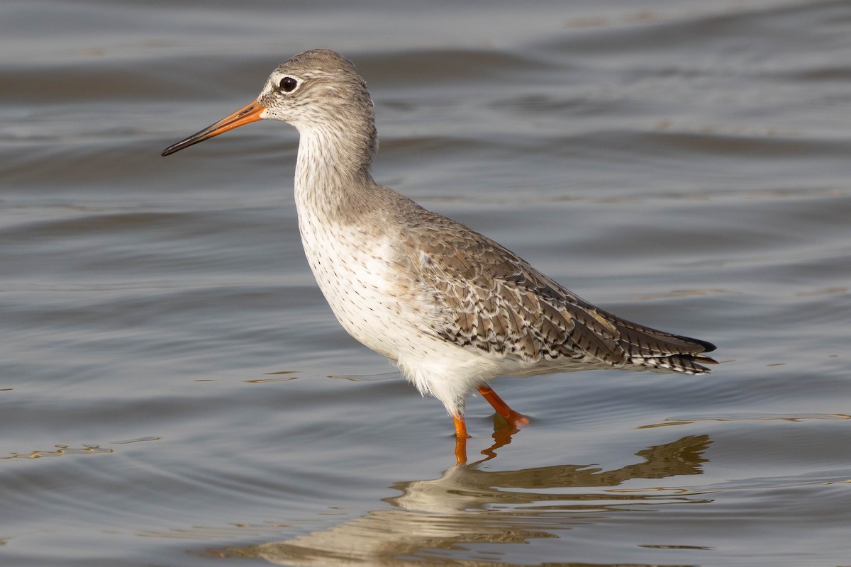 アカアシシギ - ML644656381