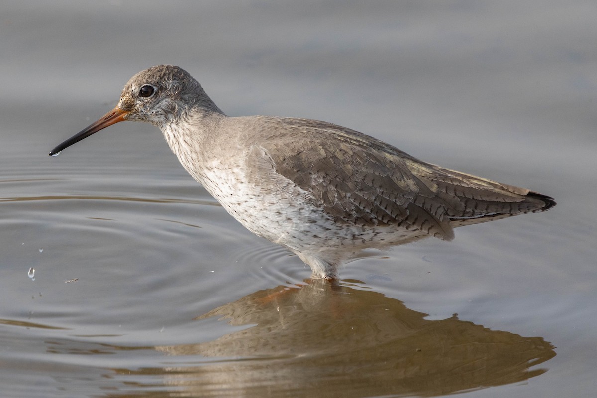 アカアシシギ - ML644656382