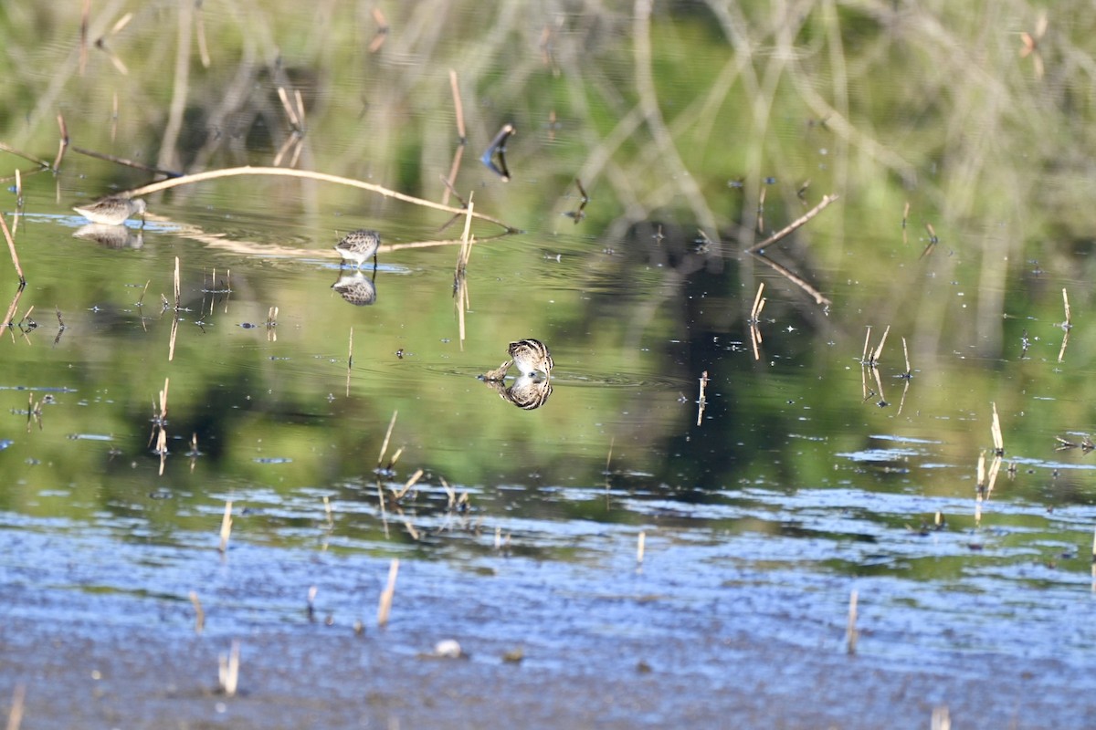 Американский бекас - ML644656385