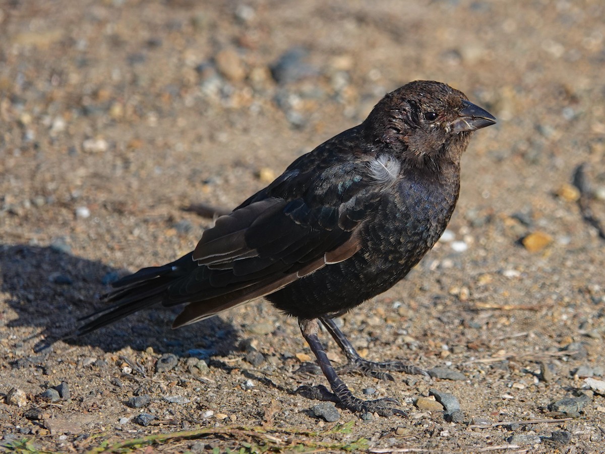 Braunkopf-Kuhstärling - ML644656392