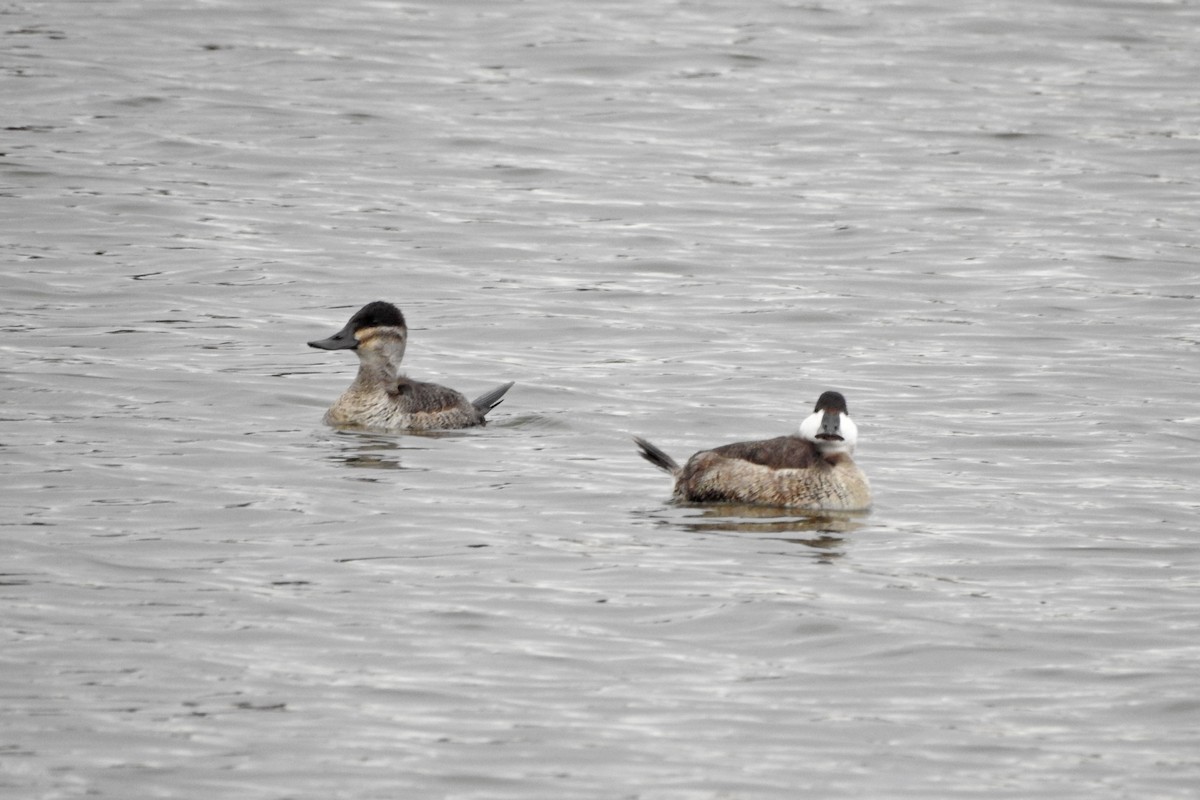 Ruddy Duck - ML644656398