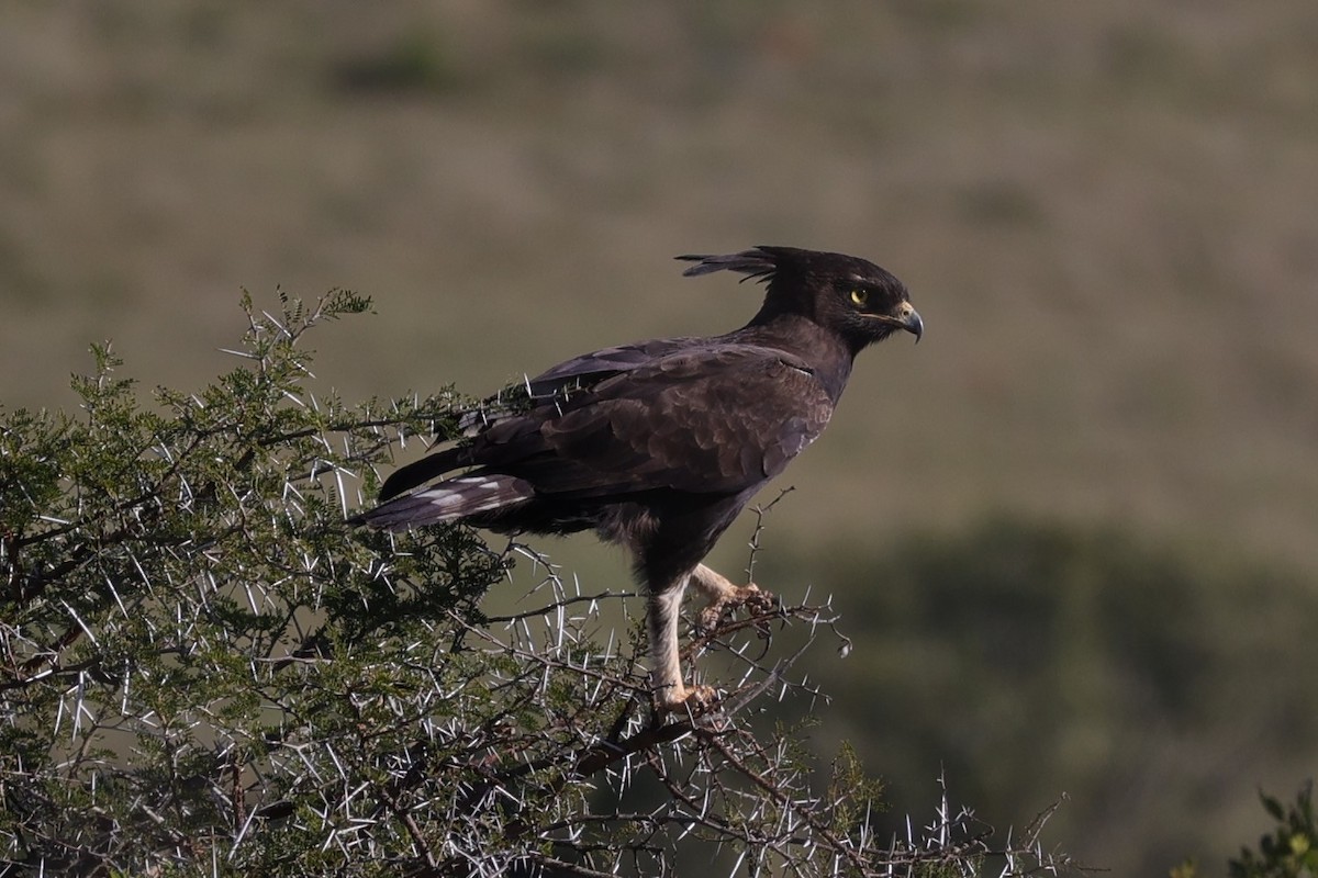 Long-crested Eagle - ML644656399