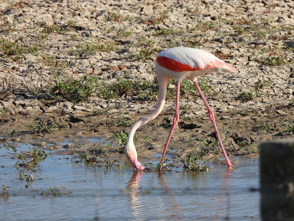 Greater Flamingo - ML644656400