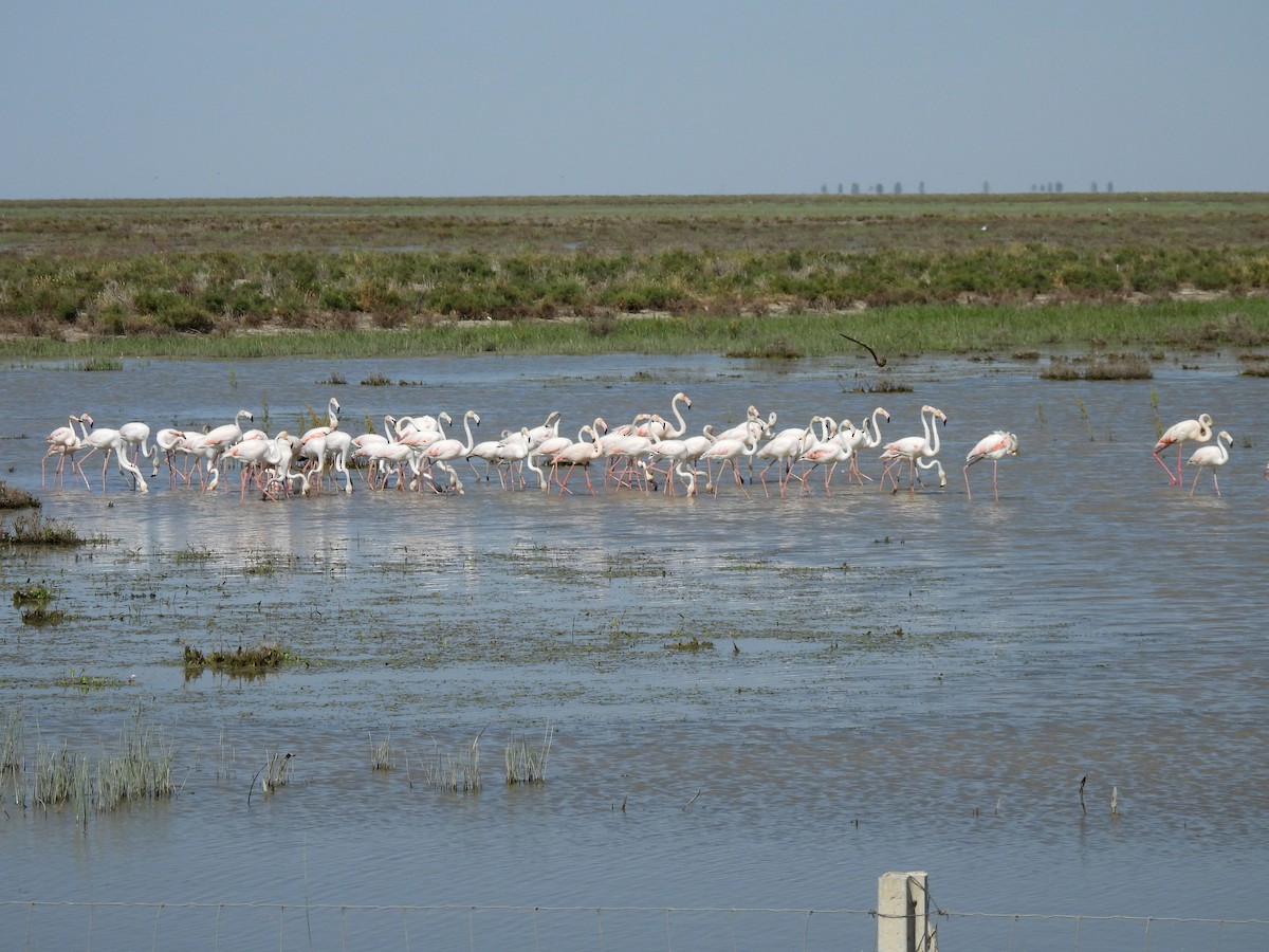 Greater Flamingo - ML644656402