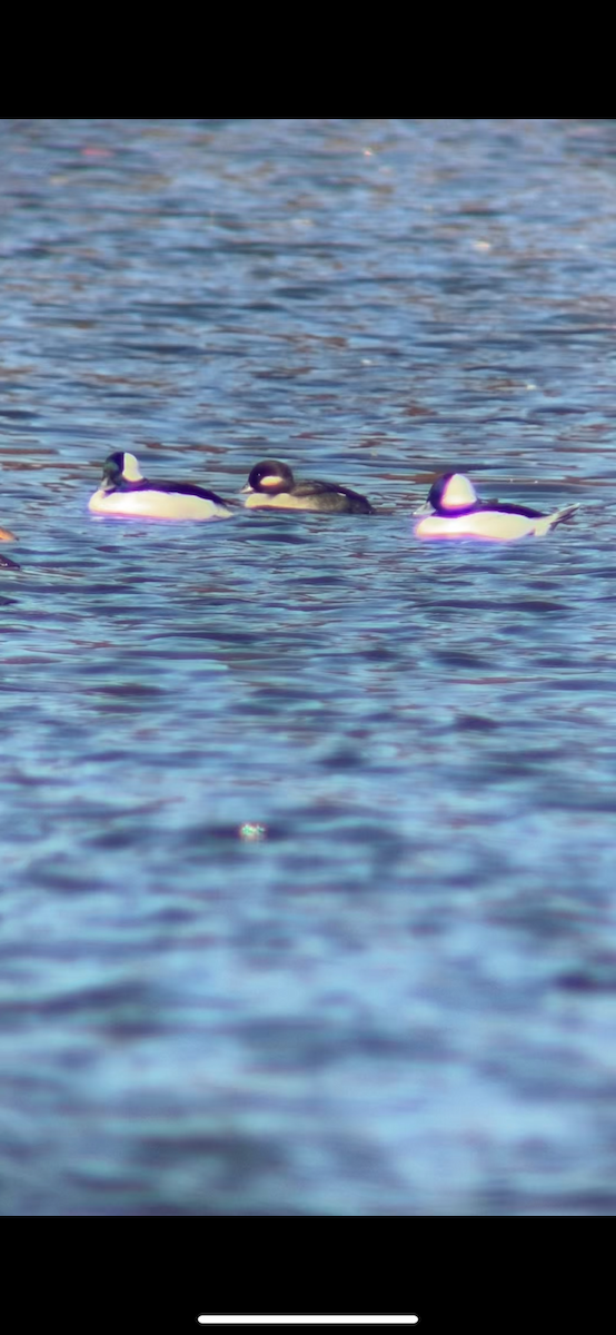 Гоголь-головастик - ML644656404