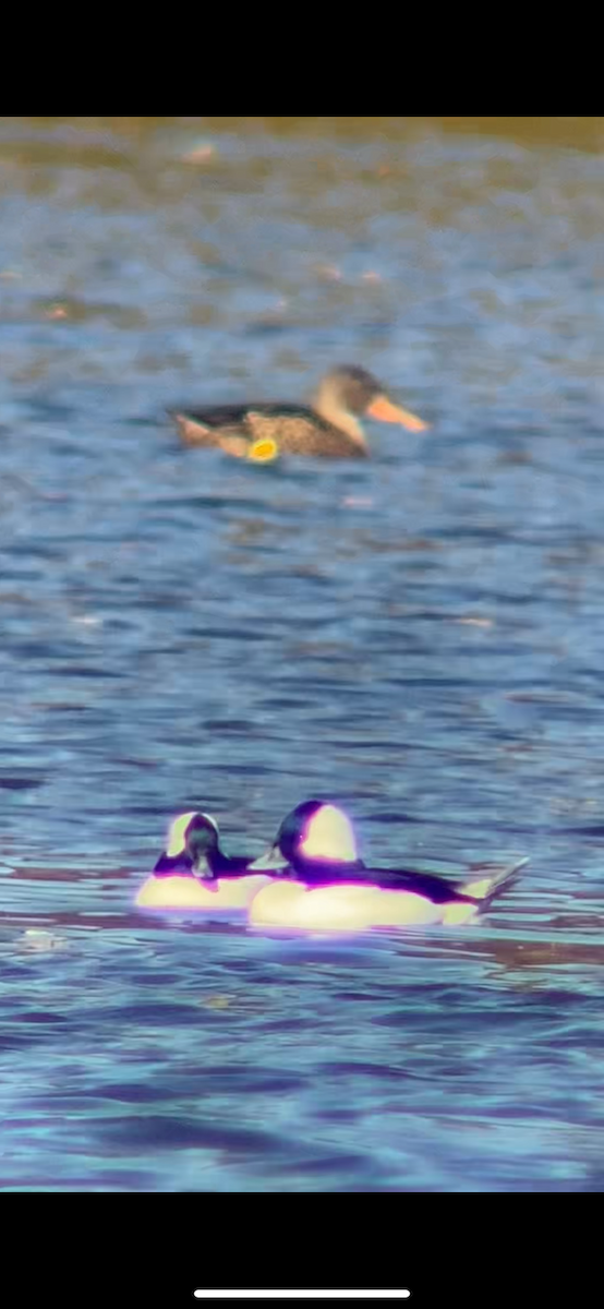 Гоголь-головастик - ML644656405