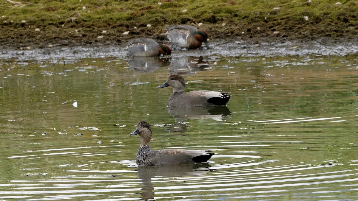 Серая утка - ML644656406