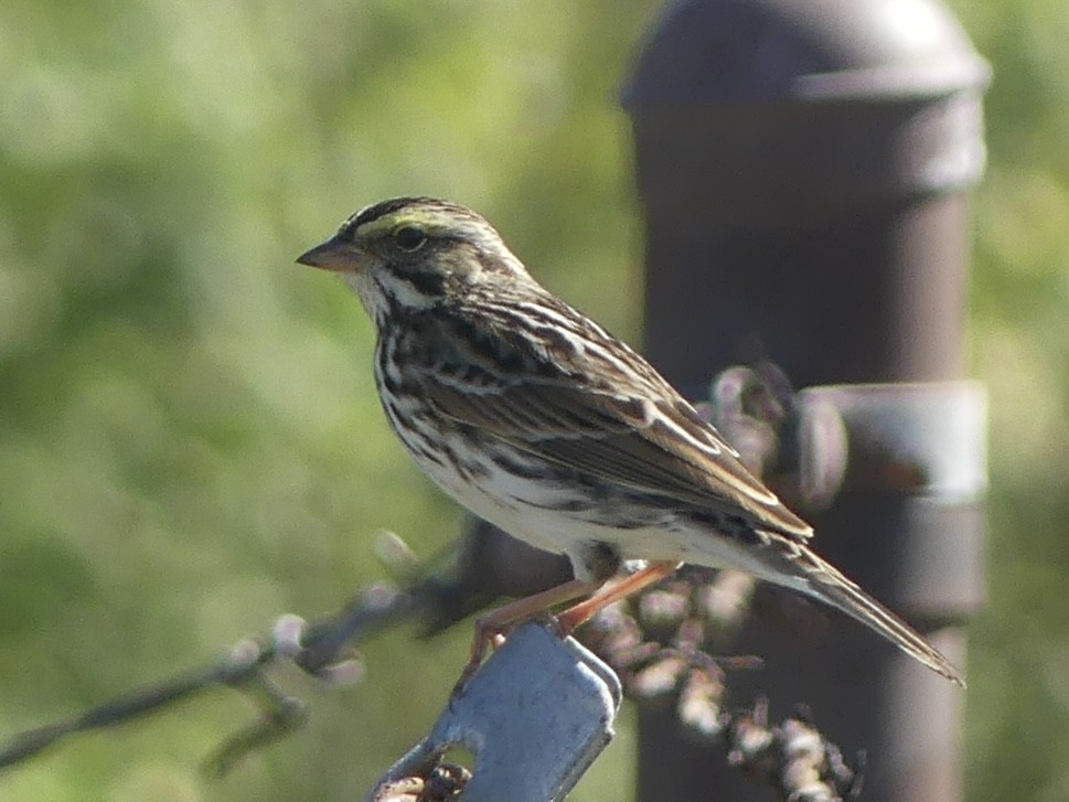 Саванная овсянка - ML644656407