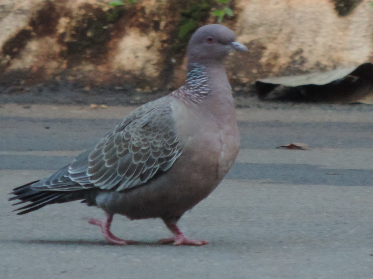 Темнохвостый голубь - ML644656410