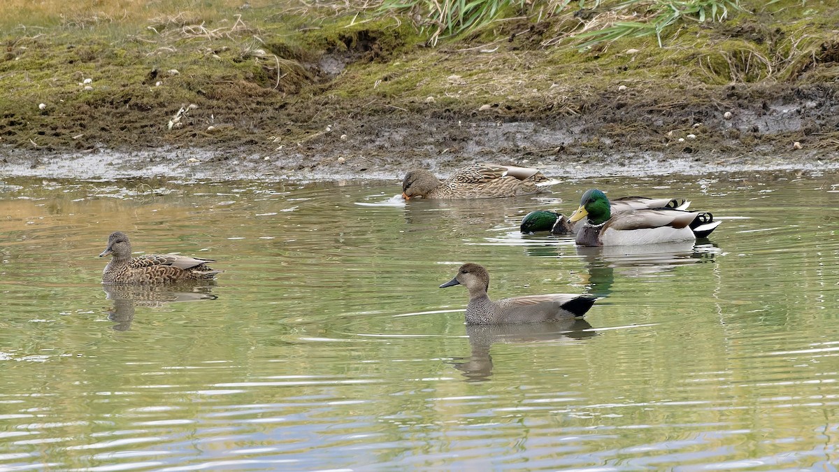 Кряква - ML644656411