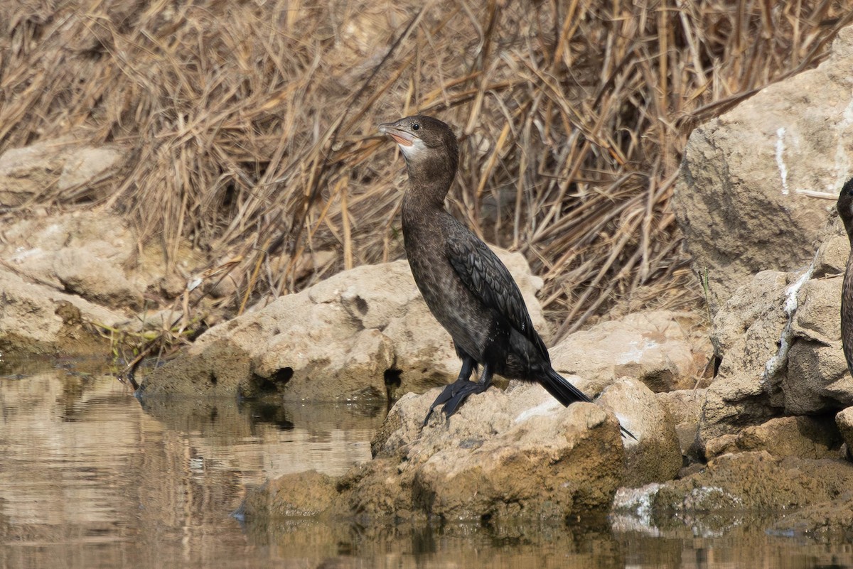 Pygmy Cormorant - ML644656412