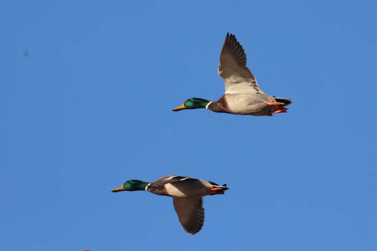 Зэрлэг нугас - ML644656413