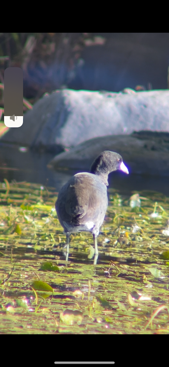 Американская лысуха - ML644656414