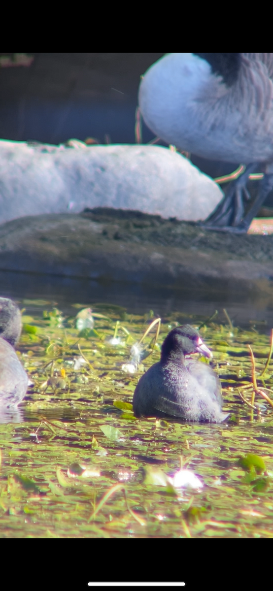 Американская лысуха - ML644656415