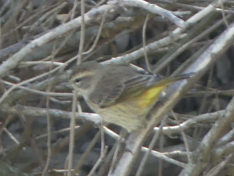 Пальмовая древесница - ML644656416