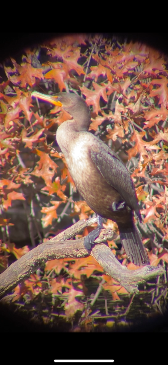 Ушастый баклан - ML644656420