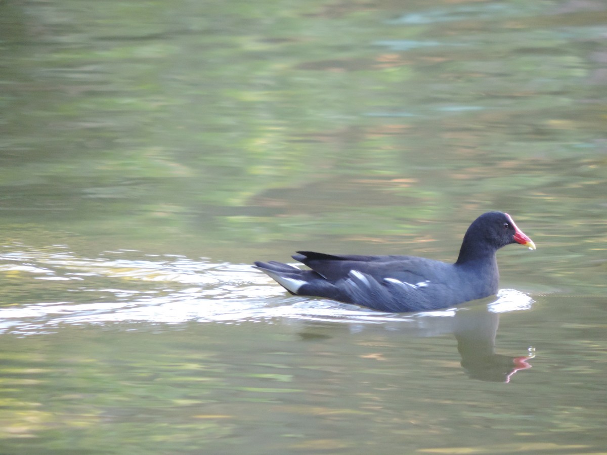 amerikasivhøne - ML644656430