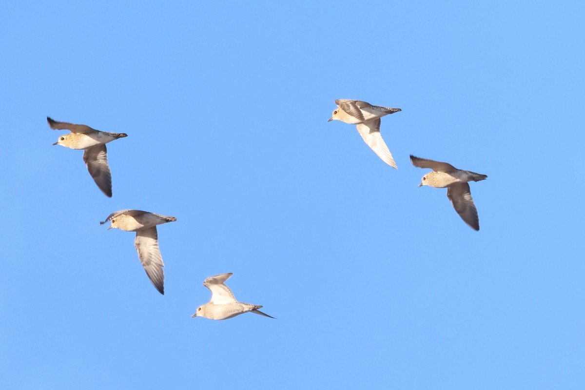 European Golden-Plover - ML644656433