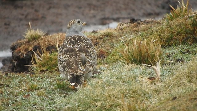 ノドジロヒバリチドリ - ML644656434