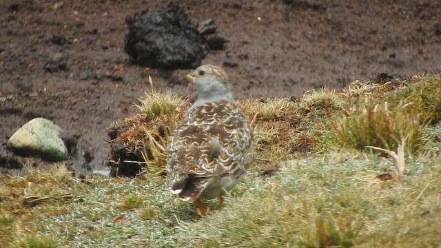 ノドジロヒバリチドリ - ML644656435