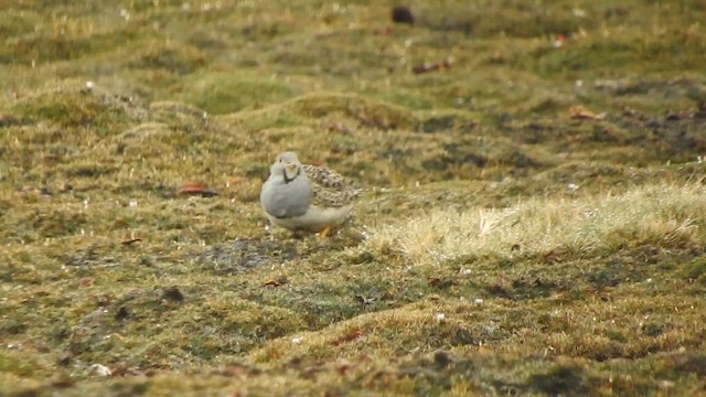 ノドジロヒバリチドリ - ML644656436